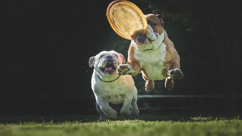 斗牛犬, 狗, 跳, 动物, 可爱的, 哺乳动物, 游戏, 飞盘, 斗牛犬