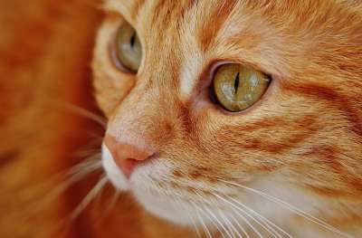 猫 小猫 虎斑猫 宠物 基蒂 脸 头 胡须 鲭鱼虎斑猫