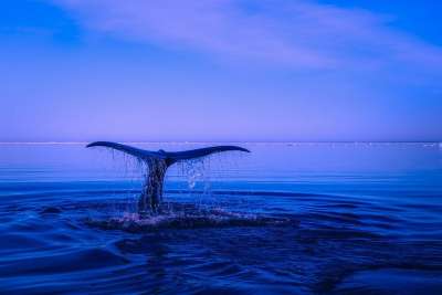 海 座头鲸 尾巴 海洋 水 违反 鳍 美丽的 天空 蓝天