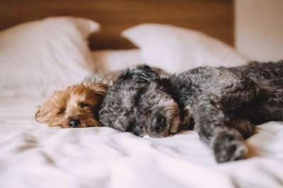 小狗 宠物 犬类 动物 毛皮 睡眠 鼻子 哺乳动物 国内的