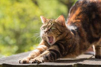 猫 疲劳的 打哈欠 拉紧 国内的猫 宠物 困 动物 猫科动物