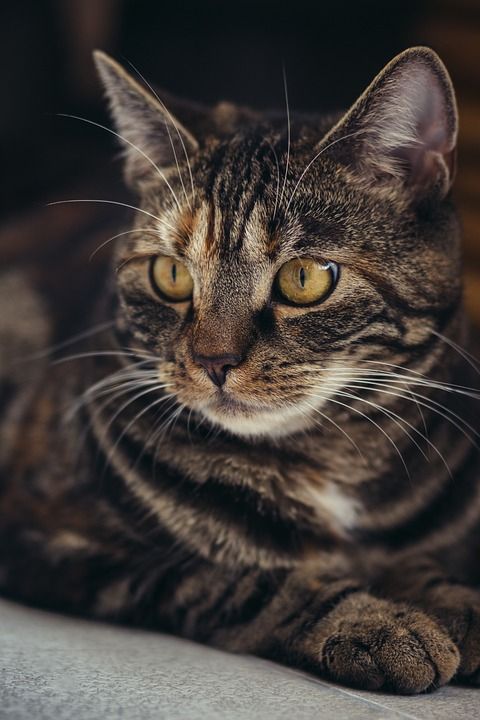 猫 宠物 猫科动物 动物 毛皮 基蒂 胡须 猫的眼睛 哺乳动物