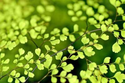 树叶 绿色 叶子 小树叶 分行 树枝 植物 绿色的树叶