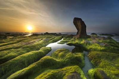 海岸 藻类 海 海滩 支撑 背景 绿色 夏天 天空 自然 水