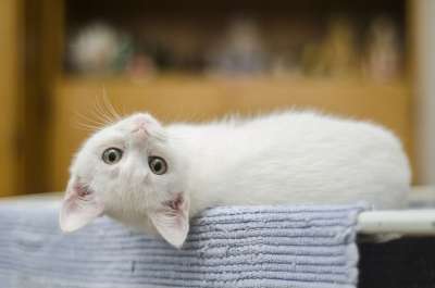 小猫 白色的 猫 可爱的 国内的 猫科动物 胡须 甜的 颠倒
