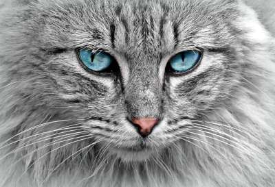猫 动物 猫画像 猫的眼睛 宠物 毛皮 国内的猫 特写 头