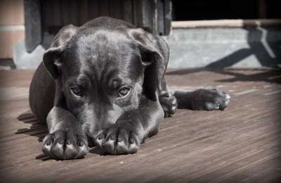 狗 小狗 宠物 黑狗 动物 年轻的狗 家犬 犬类 哺乳动物