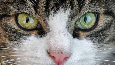 猫 看 眼睛 特写 动物 猫科动物 猫 猫 猫 眼睛 眼睛