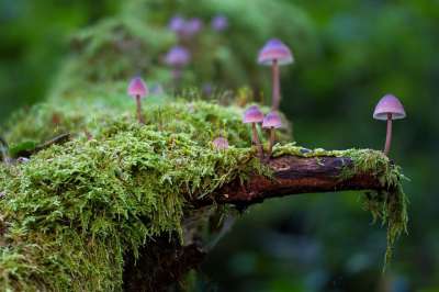 蘑菇 苔藓 菌类 地衣 森林 自然 蘑菇 蘑菇 苔藓 森林