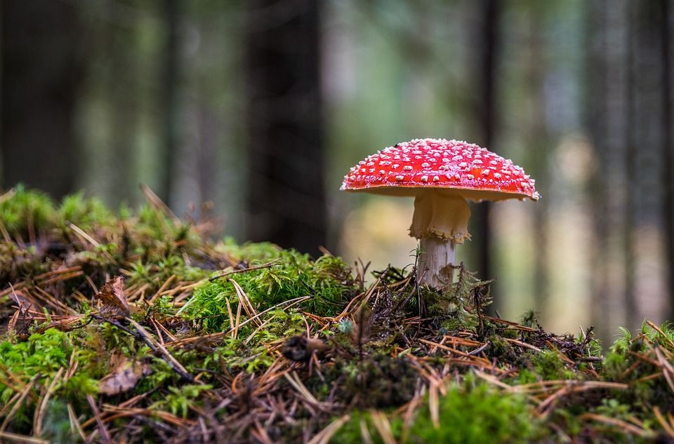 蘑菇, 鹅膏菌, 苔藓, 秋天, 菌, 蘑菇, 蘑菇, 蘑菇, 蘑菇, 蘑菇