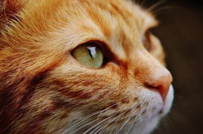 猫 脸 眼睛 肖像 动物世界 动物 国内的猫 宠物 小猫 头