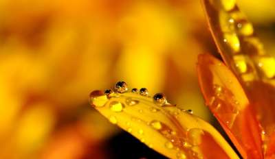 滴 黄色 花瓣 小球 水 水滴 露 露滴 雨滴 飞沫 湿的