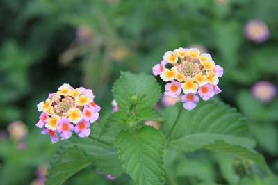Flower 花草 植物 花草 花草 花草 花草 花草