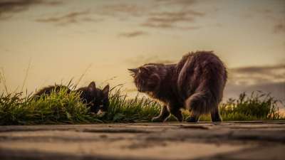 猫 迷路 日落 自然 户外 哺乳动物 草 猫科动物 棕色的性质