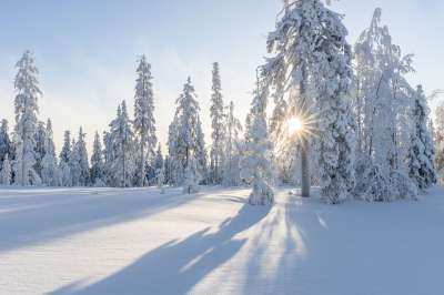 树木 冬天 雪 白色的 寒冷的 自然 景观 霜 冻结 日出