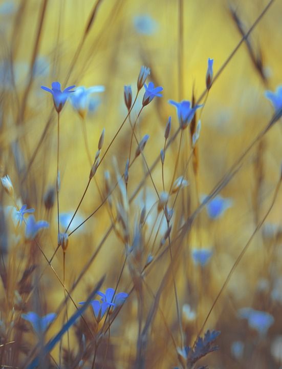 夏天 春天 在弹簧 花朵 花 性质 颜色 工厂 花园 芊芊