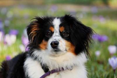 澳大利亚牧羊犬 狗 动物 牧羊犬 好脾气的 保护的 母狗 纯种狗