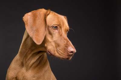 狗 宠物 犬类 动物 毛皮 鼻子 哺乳动物 狗肖像 动物世界