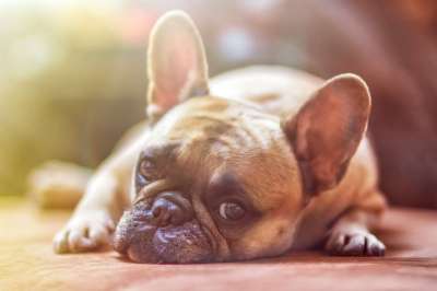 斗牛犬 狗 宠物 动物 家犬 犬类 哺乳动物 可爱的 说谎