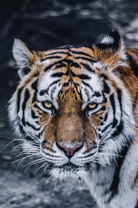 老虎 头 猫科动物 野生猫 肖像 动物 大猫 捕食者 野生动物