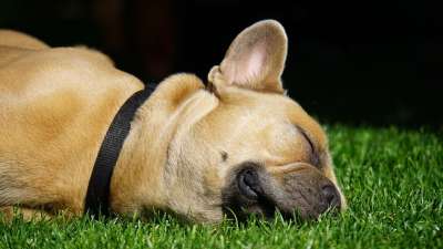 法国斗牛犬 狗 宠物 犬类 动物 睡眠 说谎 毛皮 鼻子