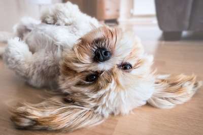 狗 宠物 犬类 动物 说谎 毛皮 鼻子 哺乳动物 狗肖像