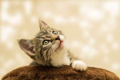 小猫 猫 宠物 猫科动物 动物 毛皮 基蒂 国内的 国内的猫