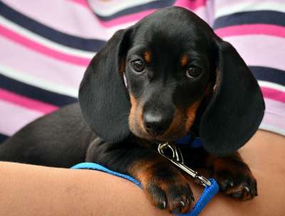腊肠犬 小狗 宠物 犬类 动物 狗 说谎 毛皮 鼻子 哺乳动物