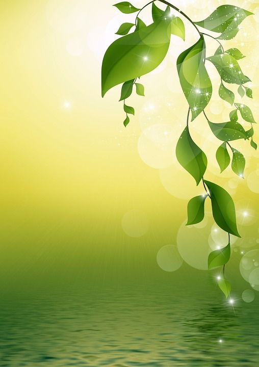 树叶 树枝 花的 反射 水 设计 黄色 绿色 春天 新鲜的