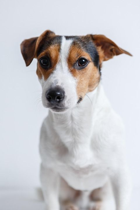 杰克罗素 狗 宠物 犬类 动物 毛皮 鼻子 哺乳动物 狗肖像