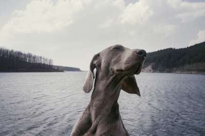 犬只 品种 狗 动物 湖 水 云 灰狗 灰云 灰色湖 狗