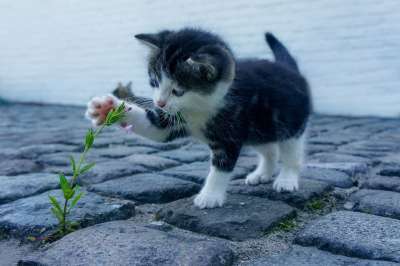猫咪 花卉 小猫 石头 宠物 动物 探索 好奇的 接触 俏皮