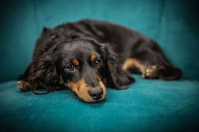 狗 小狗 沙发 宠物 动物 躺着 犬类 国内的 家犬 肖像