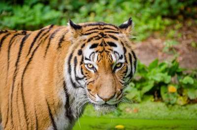 老虎 大猫 野生猫 猫科动物 野生动物 荒野 野生动物摄影