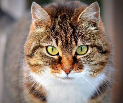 猫 宠物 动物 虎斑猫 国内的猫 猫科动物 哺乳动物 可爱的