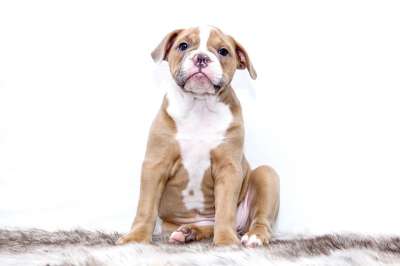 小狗 斗牛犬 狗 甜的 宠物 狗 狗 狗 狗 狗