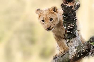 狮子 幼仔 猫 野生 野生猫 野生动物 荒野 动物 自然