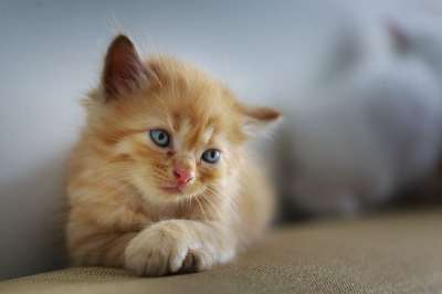 猫 伤心 可爱的 小的 甜的 宠物 小猫 年轻 毛茸茸的