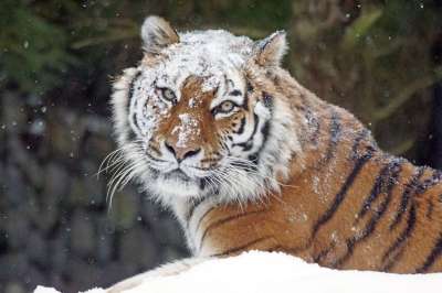 Amurtiger 大猫 捕食者 危险的 老虎 雪 冬天 寒冷的