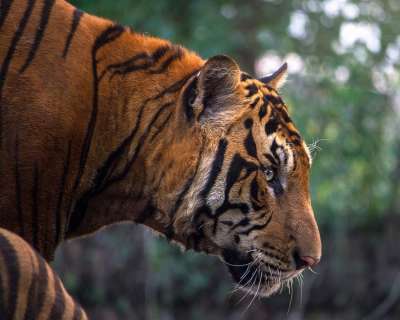 老虎 猫 猫科动物 野生猫 野生动物 荒野 动物世界 野生动物摄影
