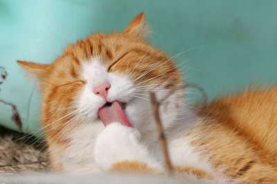 猫 宠物 舔 动物 虎斑猫 国内的猫 猫的 哺乳动物 可爱