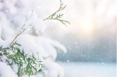 树 雪 冬天 圣诞节 枝杈 下雪 自然 我的节日季 密歇根州