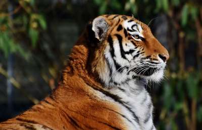 老虎 大猫 捕食者 野猫 虎头 危险的 大华 野生动物 动物园