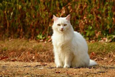 猫 宠物 猫科动物 动物 毛皮 胡须 基蒂 坐着 户外的