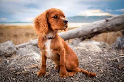狗 宠物 小狗 动物 犬类 可爱的 国内的 毛皮 小的