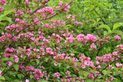 花草 開花 植物 桃紅 綠色、密集 春天 細枝 花草 花草