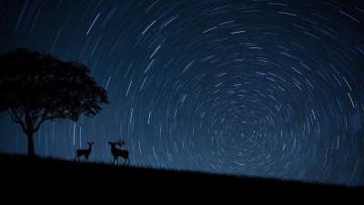 亲爱的 星星 树 动物 旋转 夜晚 蓝色的 土地 2亲爱的