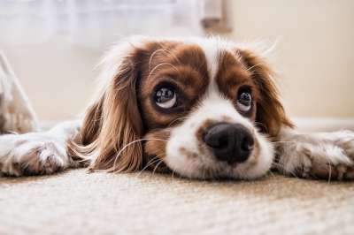 可卡犬 小狗 宠物 犬类 狗 动物 说谎 眼睛 毛皮 鼻子