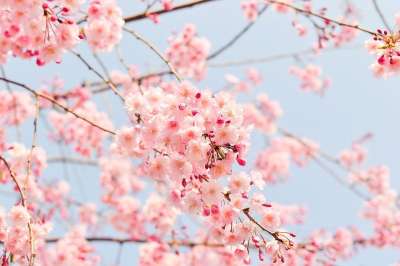 樱花树 粉色的 花朵 樱花 开花的树 盛开 春天 樱花 樱花