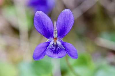 花 紫花 紫 野花 花坡 花草地 弹簧开花 自然 花瓣